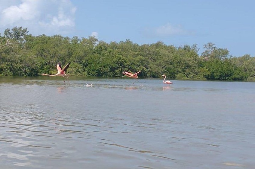 A calm body of water with birds flying and standing. 4