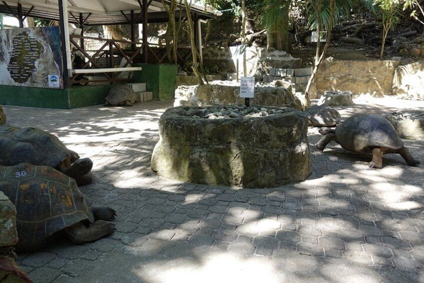 Tortoise on Moyenne Island 3