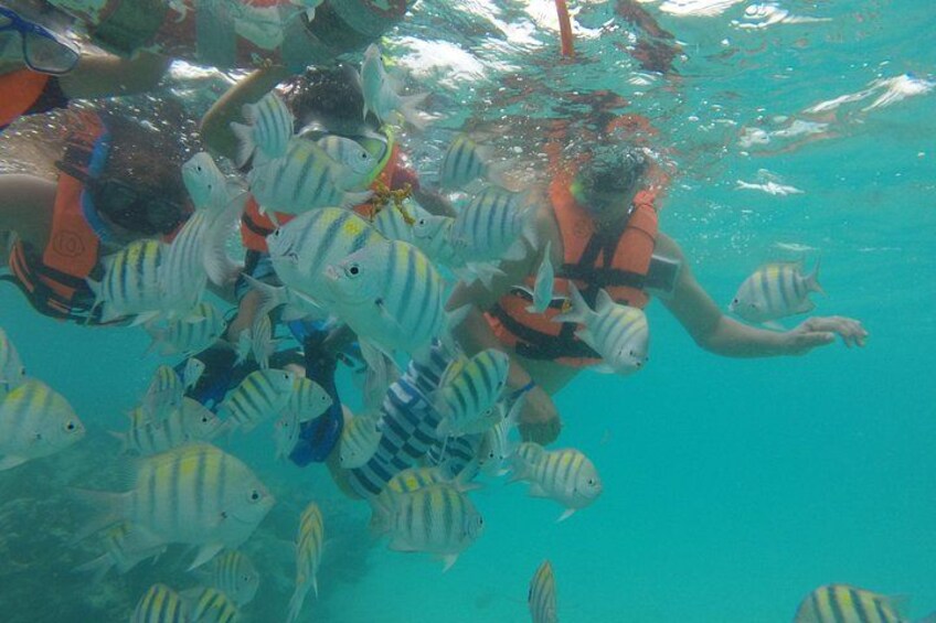 Une personne nageant au milieu d’un banc de poissons rayés. 2