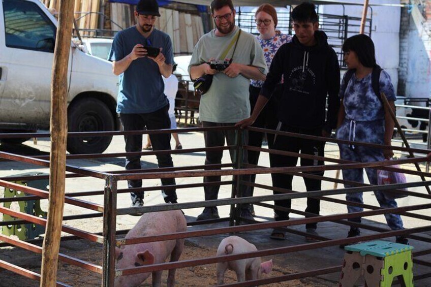 A group of people observing pigs in a fenced area with a vehicle in the background. 5