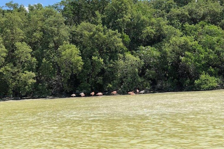 Une rivière parsemée de nénuphars, avec une forêt dense en arrière-plan. 1