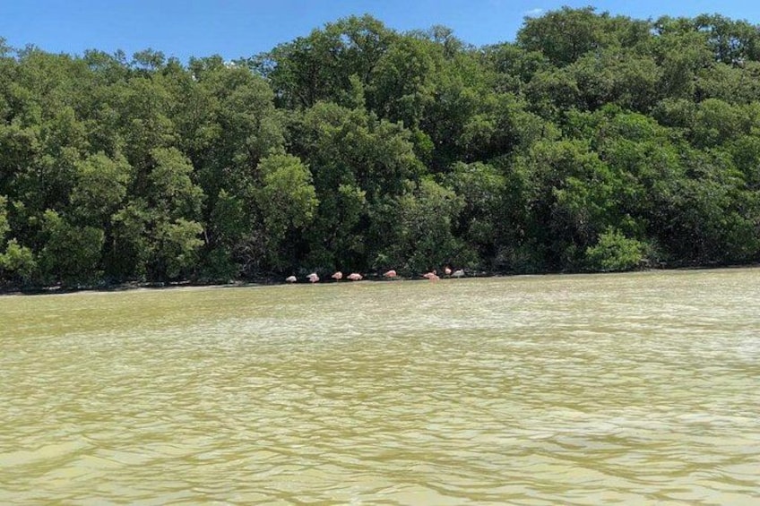 Une rivière dont les rives sont bordées d’une forêt. 4