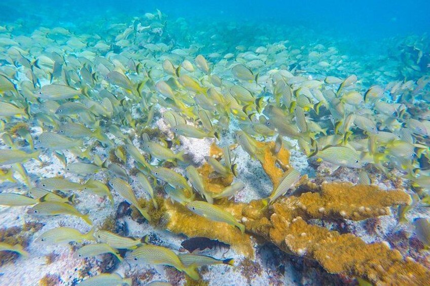 Isla Mujeres Snorkeling Tour Adventure 1
