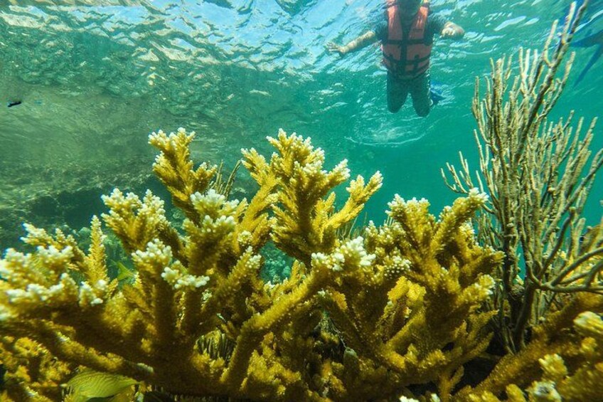 A diver underwater with coral formations. 3