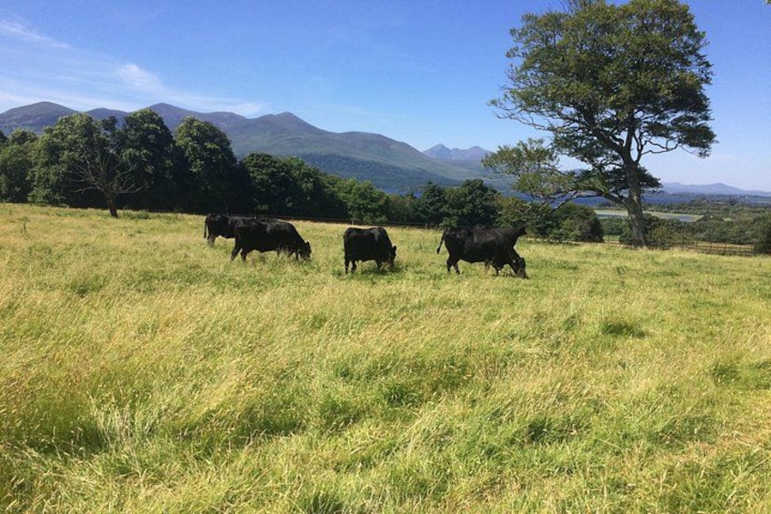 A grassy field with three cows grazing, a large tree, and mountains in the background. 2
