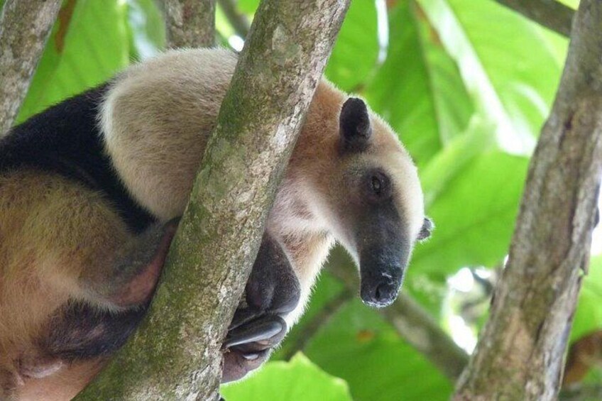 One Day Tour To Corcovado From Manuel Antonio 5
