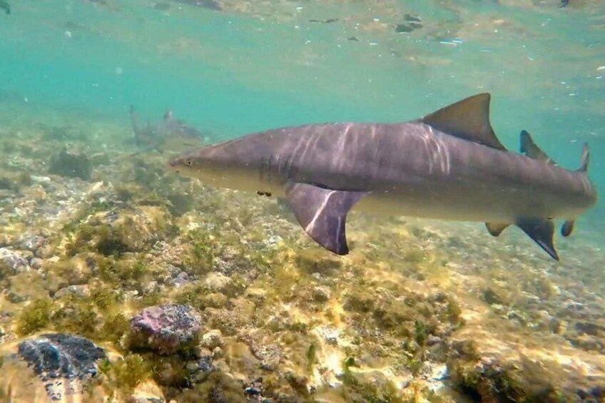 A shark swimming near a rocky underwater landscape. 3
