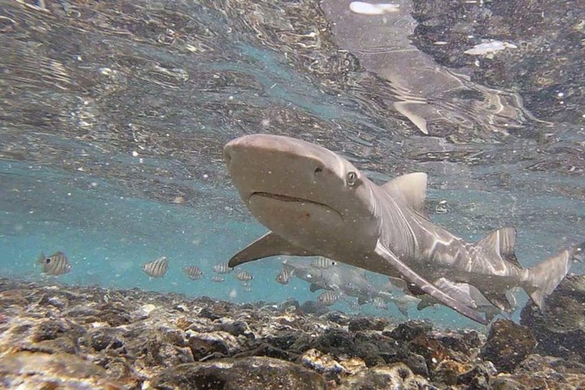 A shark swimming near a rocky underwater surface with small fish in the background. 5