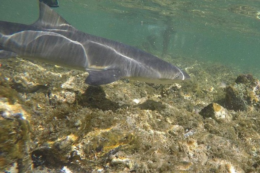 A shark swimming near a rocky underwater surface. 2