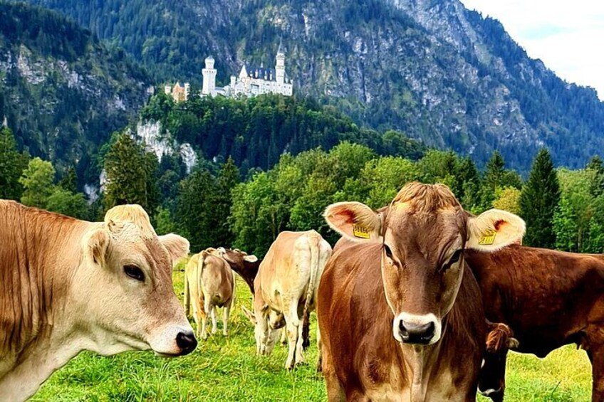 The Bavarian Beauty 2