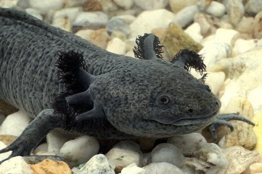 An axolotl on a bed of pebbles. 1