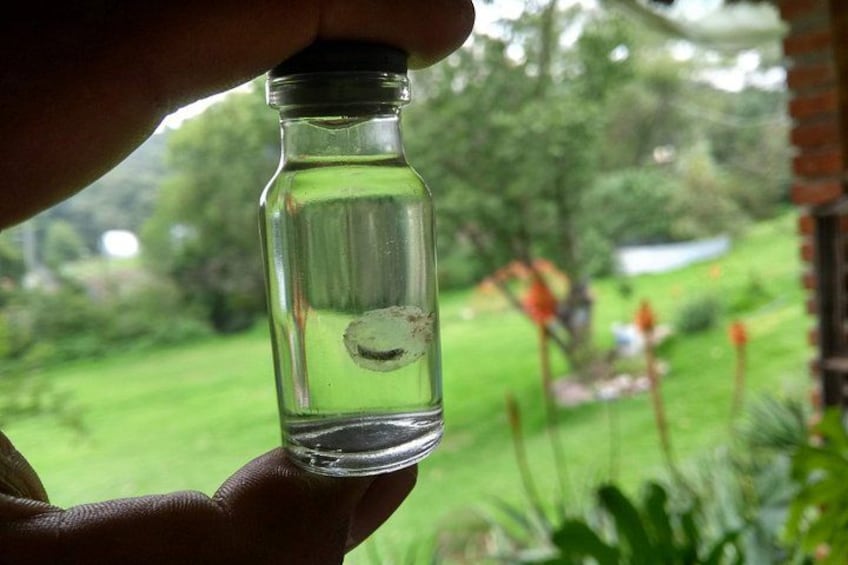A hand holding a small glass container with a clear liquid and a small object inside, set against a blurred garden background. 2