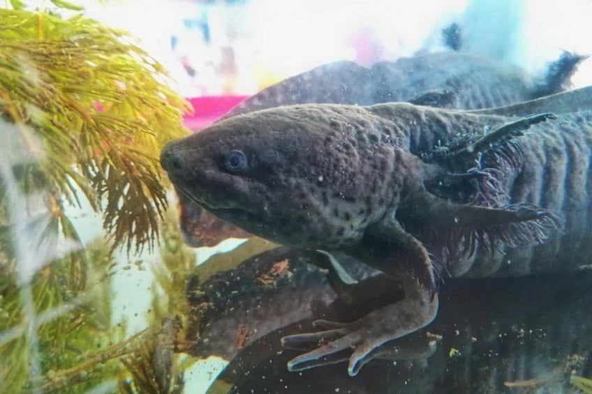 An underwater scene with a fish and aquatic plants. 5