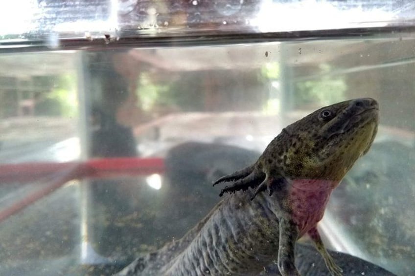 A lizard inside a glass enclosure. 4