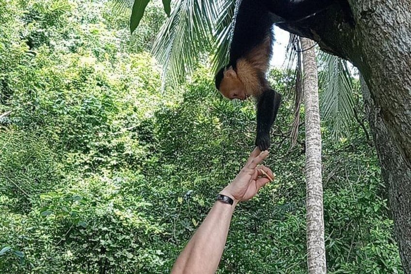 Una persona che tende la mano a un primate su un ramo in una fitta foresta verde. 4