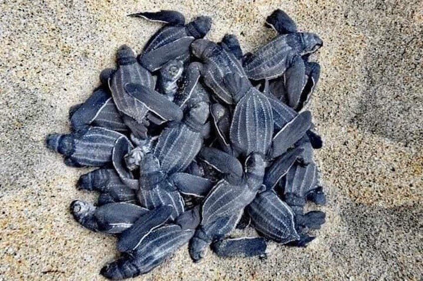 From Huatulco: Turtle Release & Bioluminescence 1