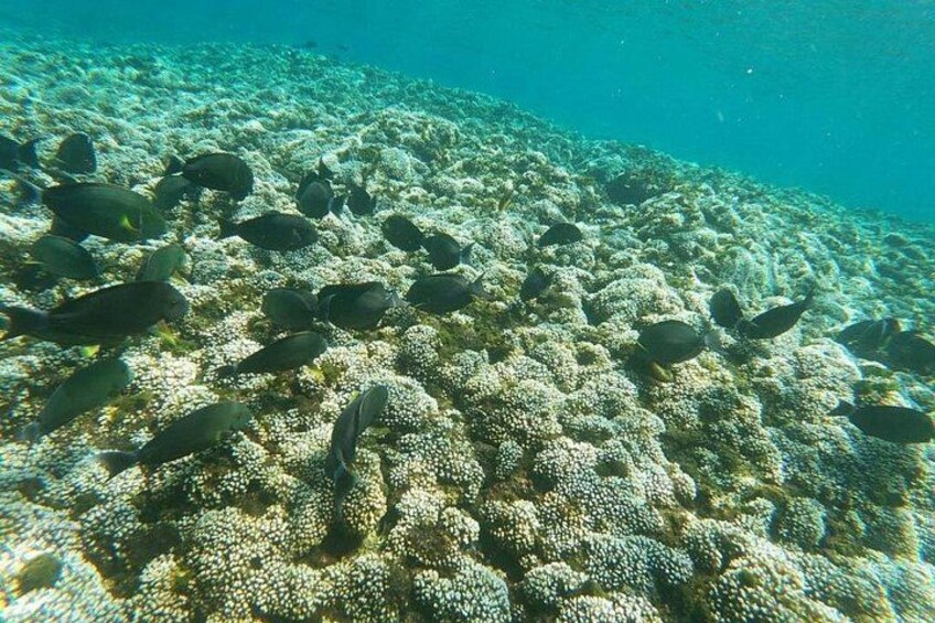 Un arrecife de coral con diversas especies de peces nadando entre los corales. 2