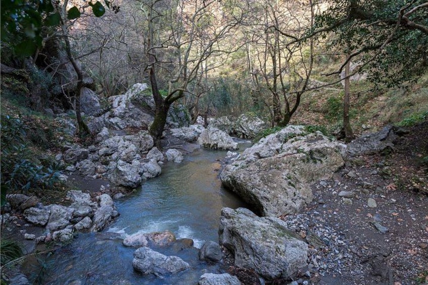 Un arroyo pedregoso rodeado de árboles y follaje. 5