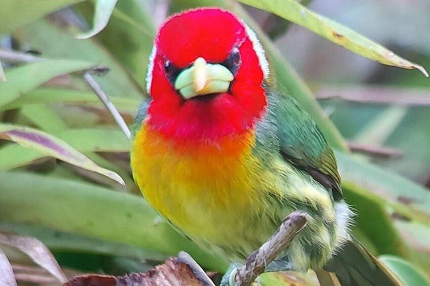 ungry bird 5