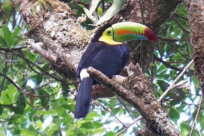 Keel-billed Toucan 1