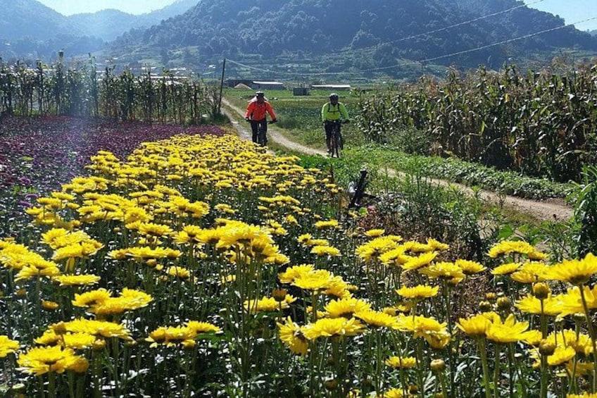 Un champ de fleurs jaunes, avec un sentier de terre, et une personne vêtue d’une veste rouge qui s’éloigne. 5