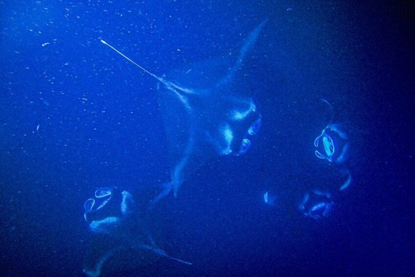 Kona Manta Ray Snorkel Tour: Guaranteed or come again free 3