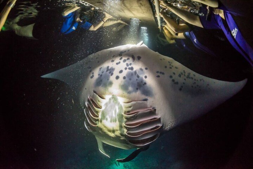 Kona Manta Ray Snorkel Tour: Guaranteed or come again free 2