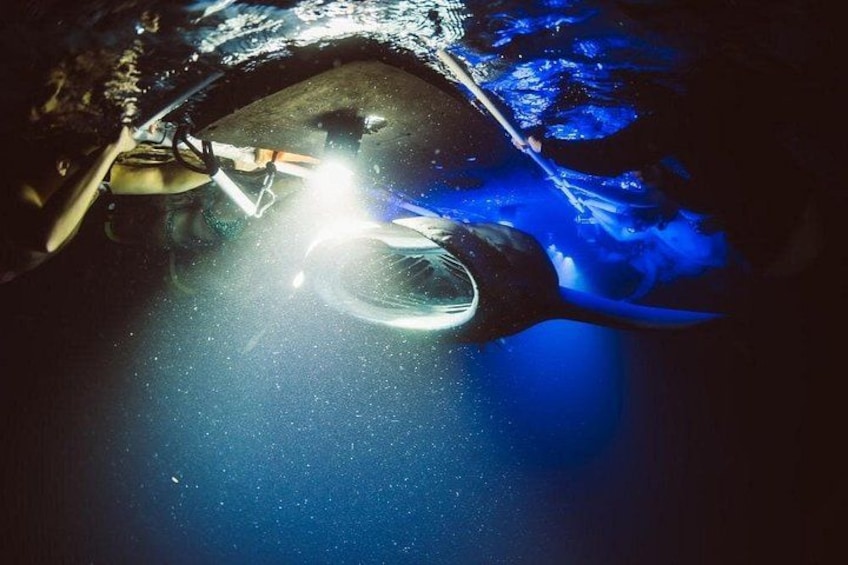 Kona Manta Ray Snorkel Tour: Guaranteed or come again free 2