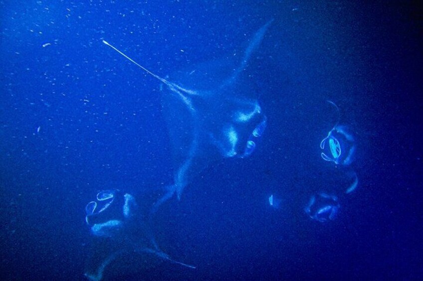 Kona Manta Ray Snorkel Tour: Guaranteed or come again free 4