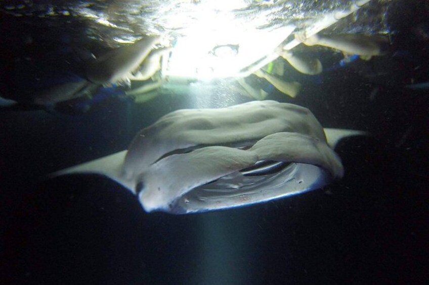 Kona Manta Ray Snorkel Tour: Guaranteed or come again free 1