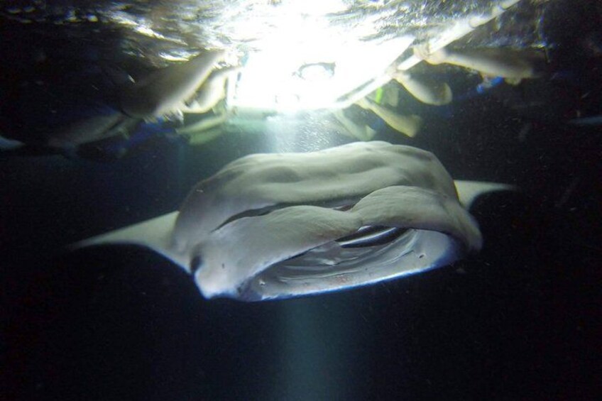 Kona Manta Ray Snorkel Tour: Guaranteed or come again free 1