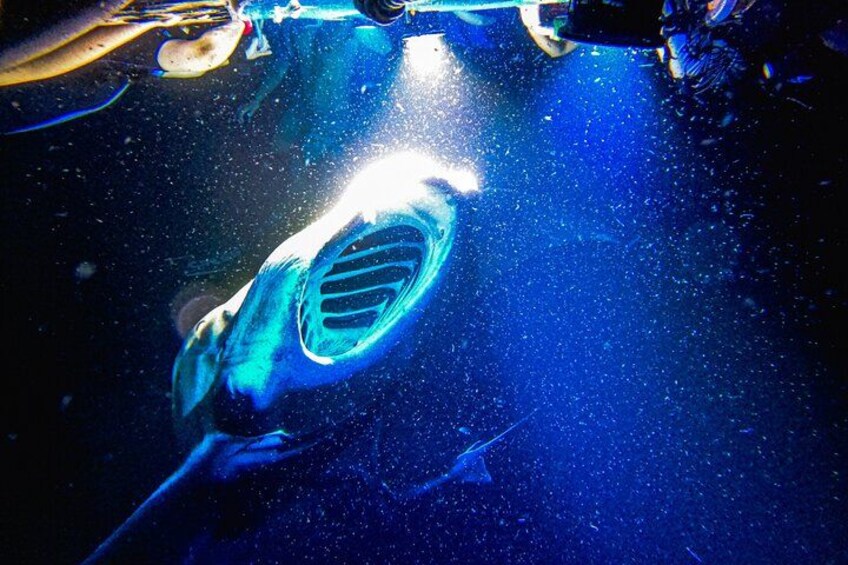 Kona Manta Ray Snorkel Tour: Guaranteed or come again free 5