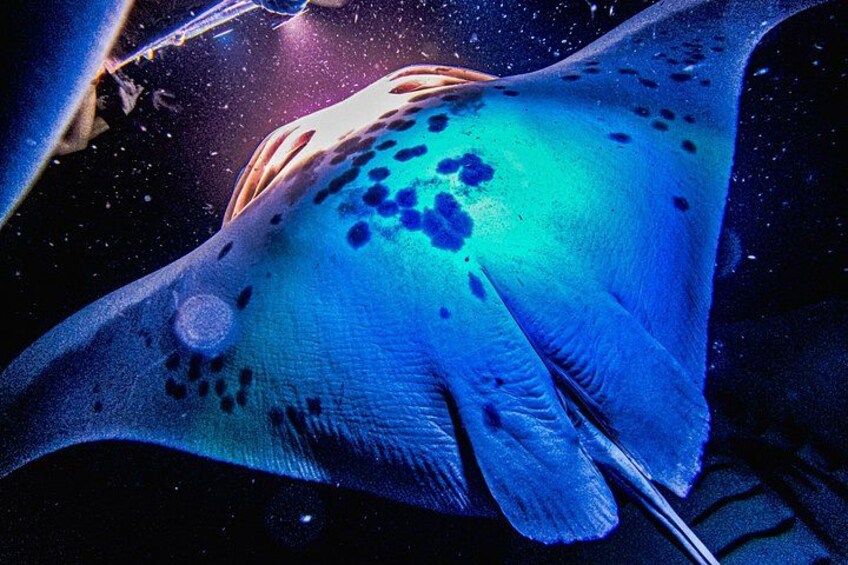 Kona Manta Ray Snorkel Tour: Guaranteed or come again free 2