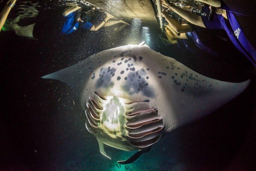 Kona Manta Ray Snorkel Tour: Guaranteed or come again free 2