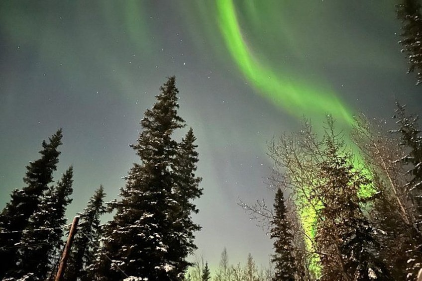 A forest with tall evergreen trees and the Northern Lights. 3