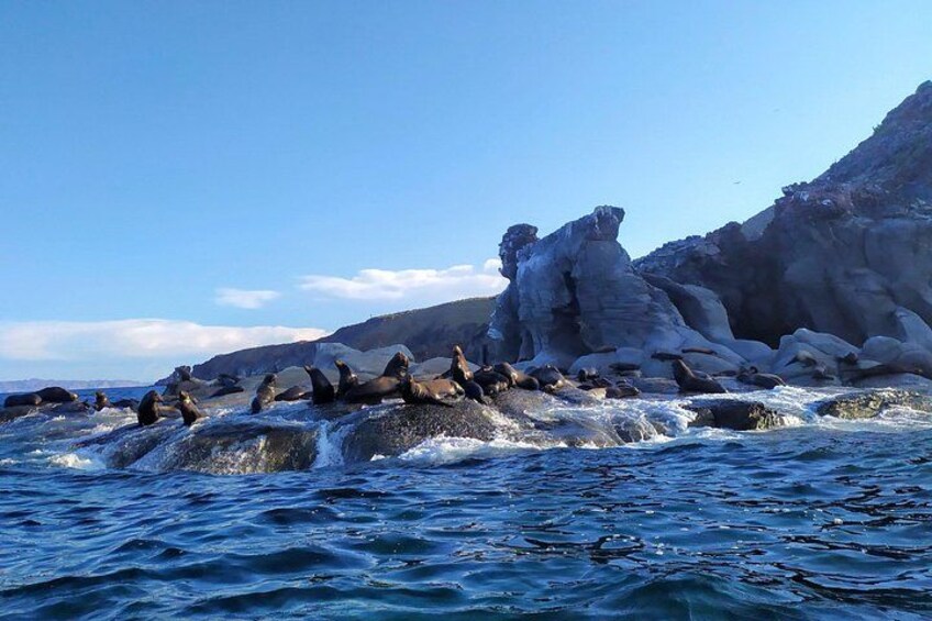 Sea lions in Coronados Island 2
