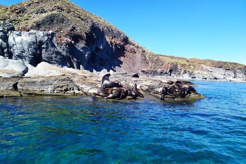 Sea Lion Colony 5