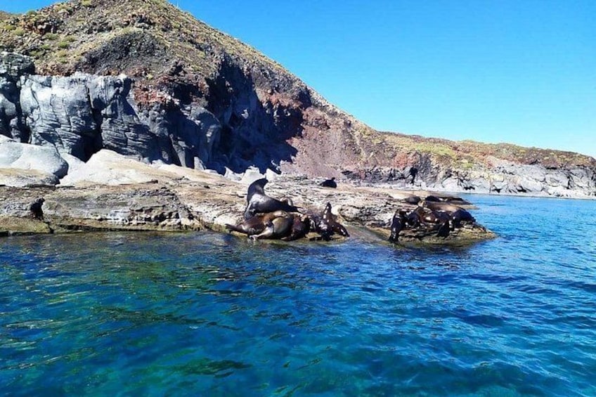 Paesaggio costiero con acque blu cristalline, scogliere rocciose e foche che riposano sulle rocce. 3