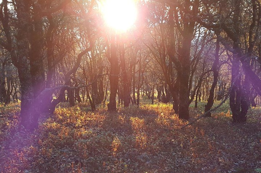 Horseback riding and camping in the mountains 1