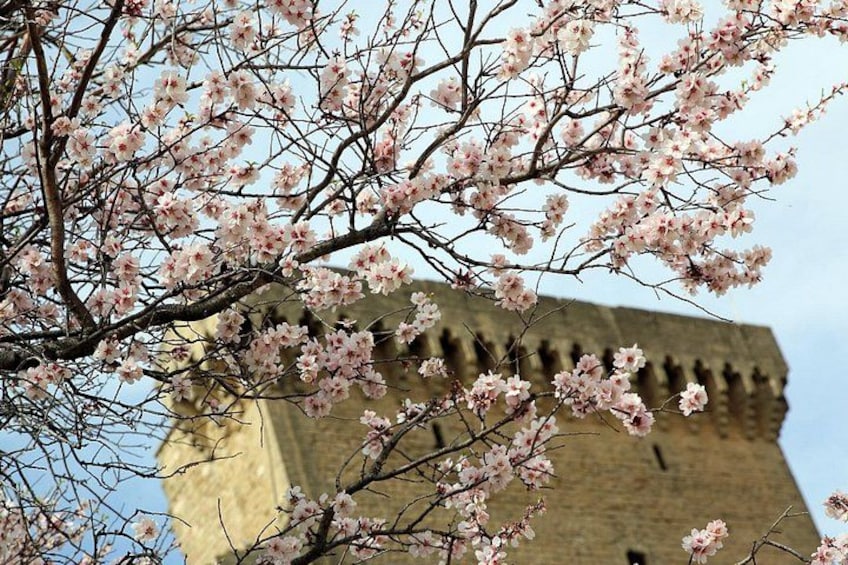 Cherry blossoms in front of a historic stone tower. 4