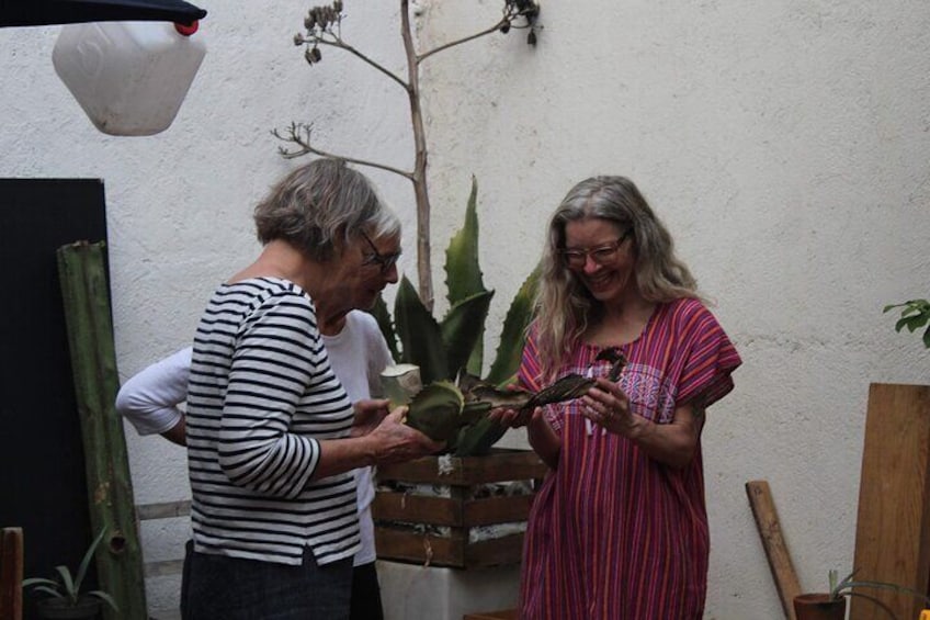 Two people examining a plant in a courtyard with a cactus and wooden crates. 2