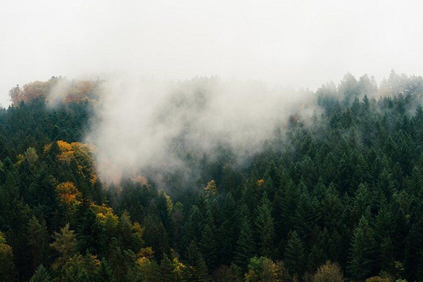 Culture and Traditions Hike through the Black Forest with a Local 3