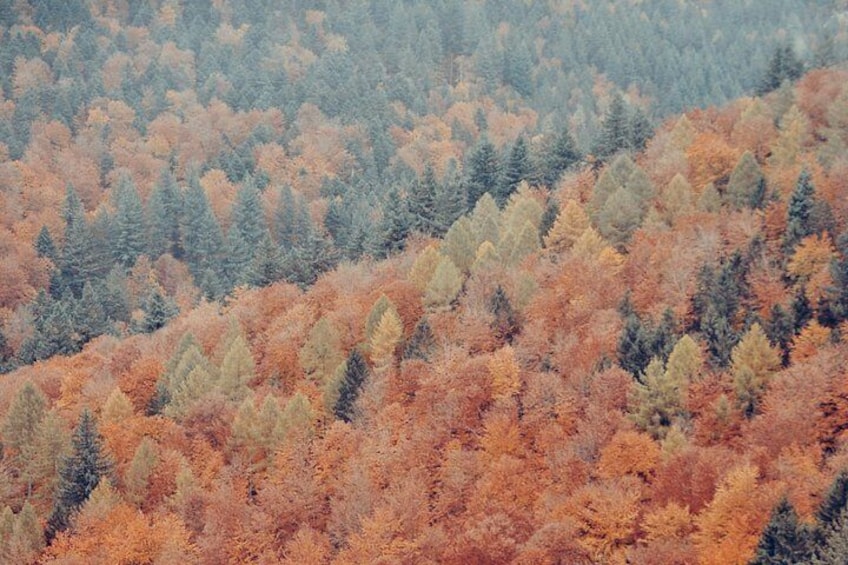 A forest with autumn foliage. 2