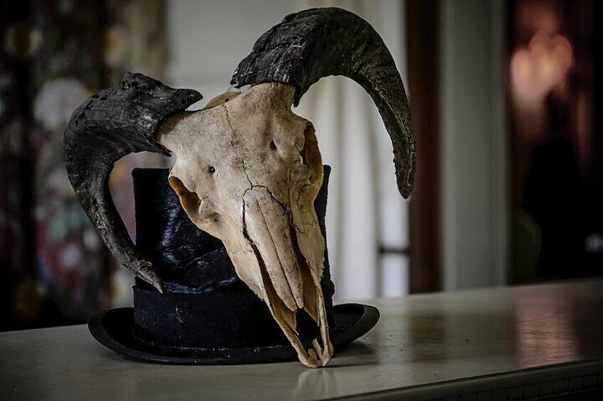 A large horned skull on a black stand. 4