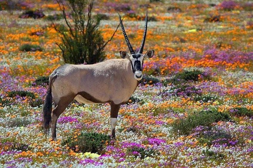Een antilope in een veld vol kleurrijke bloemen. 1