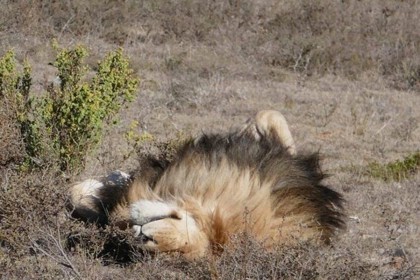 Game drive 4