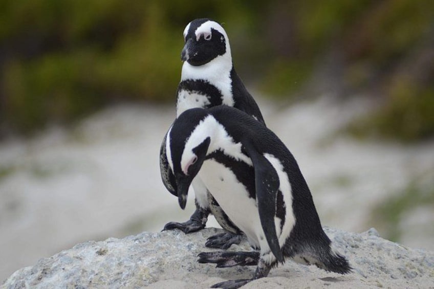 A penguin standing on a rock with a blurred natural background. 4