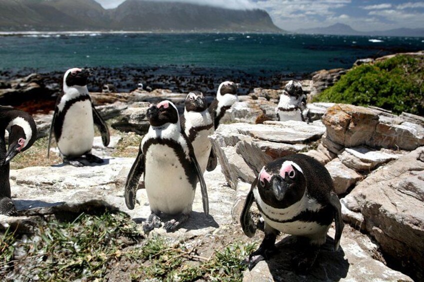 A group of penguins on rocky terrain with a body of water and mountains in the background. 5
