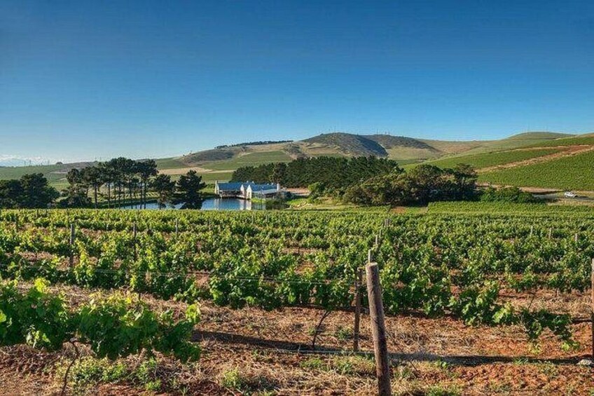 A vineyard with rows of grapevines, a body of water, and hills in the background. 3