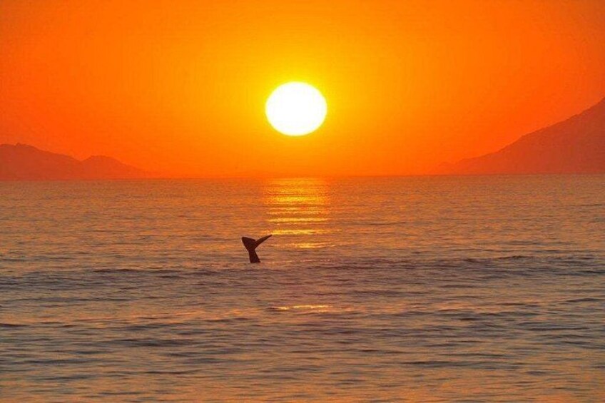 A sunset over the ocean with a silhouette of a person swimming. 2